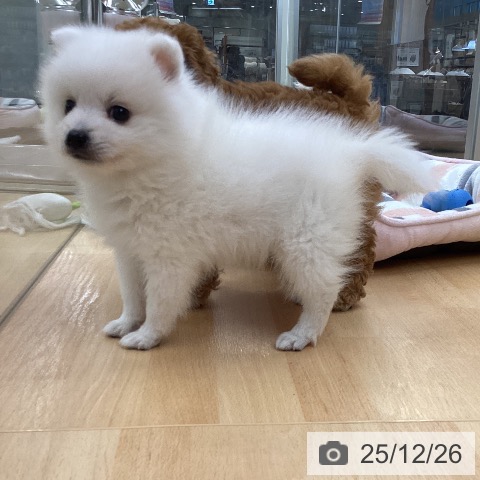 日本スピッツの写真