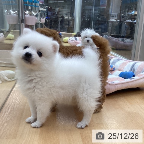 日本スピッツの写真