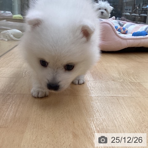 日本スピッツの写真