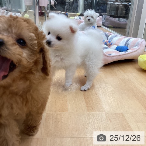 日本スピッツの写真