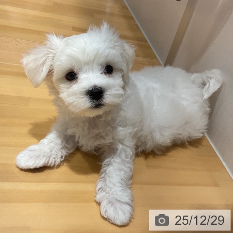 埼玉県のマルチーズ (ペットプラス 与野店/2025年10月25日生まれ/男の子/ホワイト)の子犬の4枚目の画像