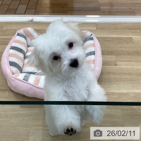 群馬県のマルチーズ (ペットプラス 前橋店/2025年10月25日生まれ/男の子/ホワイト)の子犬の4枚目の画像
