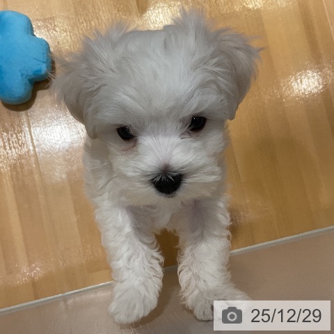埼玉県のマルチーズ (ペットプラス 与野店/2025年10月25日生まれ/男の子/ホワイト)の子犬の3枚目の画像