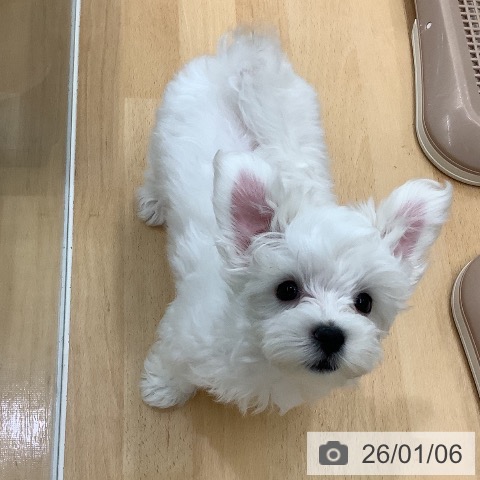 長野県のマルチーズ (ペットプラス 松本店/2025年10月25日生まれ/女の子/ホワイト)の子犬の3枚目の画像