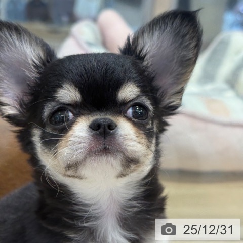 東京都のチワワ(ロング) (ペットプラス アクアシティお台場店/2025年10月25日生まれ/女の子/ブラックタンホワイト)の子犬の4枚目の画像