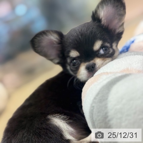 東京都のチワワ(ロング) (ペットプラス アクアシティお台場店/2025年10月25日生まれ/女の子/ブラックタンホワイト)の子犬の3枚目の画像
