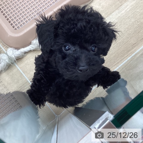 トイ・プードルの写真