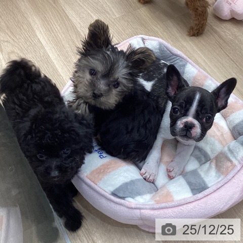 トイ・プードルの写真