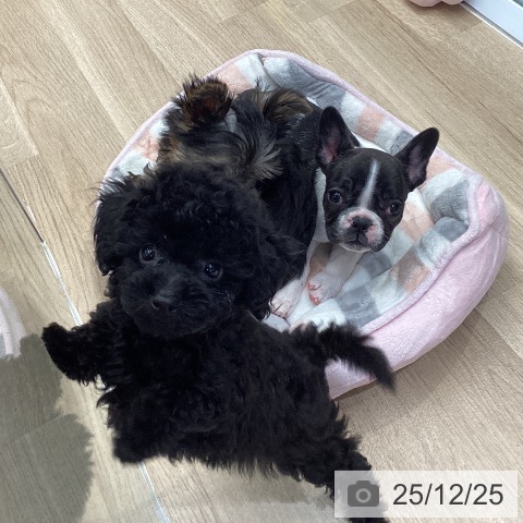 トイ・プードルの写真