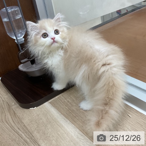 スコティッシュフォールドの写真