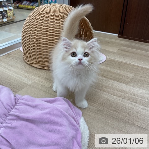 神奈川県のスコティッシュフォールド (ペットプラス アミーゴ藤沢店/2025年10月15日生まれ/男の子/クリームタビーホワイト)の子猫の4枚目の画像