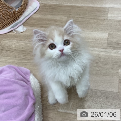 神奈川県のスコティッシュフォールド (ペットプラス アミーゴ藤沢店/2025年10月15日生まれ/男の子/クリームタビーホワイト)の子猫の3枚目の画像