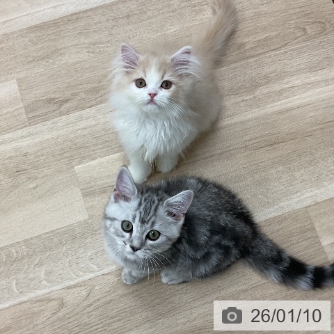 神奈川県のスコティッシュフォールド (ペットプラス アミーゴ藤沢店/2025年10月15日生まれ/男の子/クリームタビーホワイト)の子猫の4枚目の画像