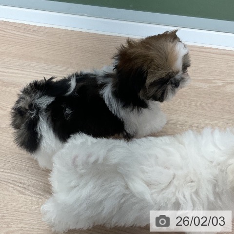 シー・ズーの写真