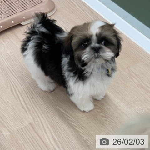 シー・ズーの写真