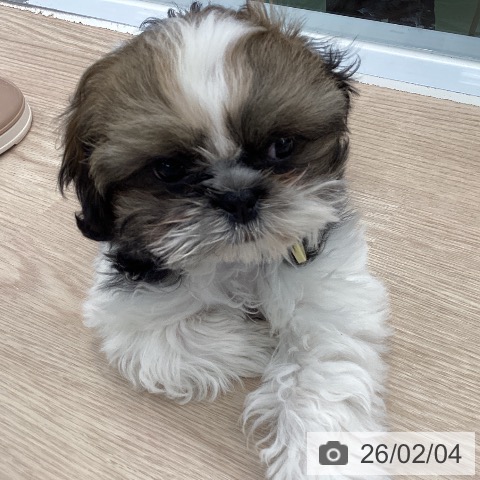 シー・ズーの写真