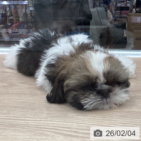 シー・ズーの写真