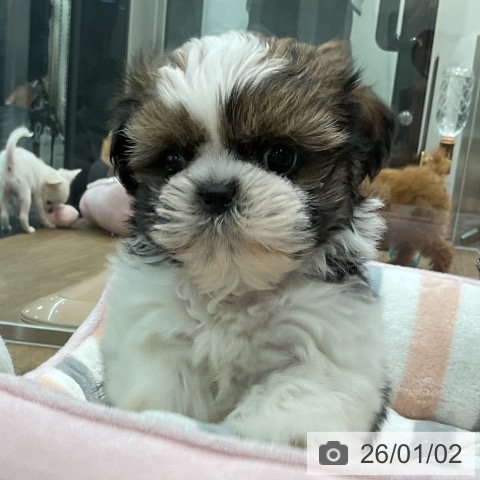 埼玉県のシーズー (ペッツワン 吉川美南店/2025年10月25日生まれ/男の子/ホワイトゴールド)の子犬の4枚目の画像