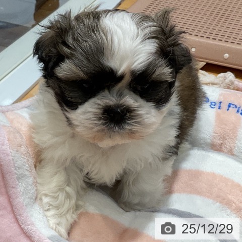 埼玉県のシーズー (ペットプラス 与野店/2025年10月25日生まれ/男の子/ホワイトゴールド)の子犬の4枚目の画像