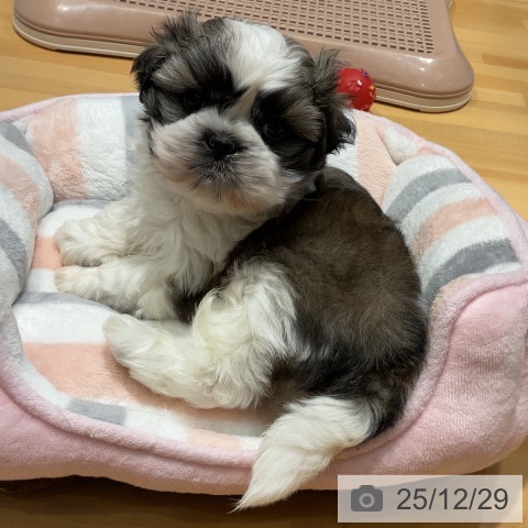 埼玉県のシーズー (ペットプラス 与野店/2025年10月25日生まれ/男の子/ホワイトゴールド)の子犬の3枚目の画像