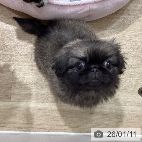 埼玉県のペキニーズ (ペットプラス ピオニウォーク東松山店/2025年10月25日生まれ/女の子/フォーン)の子犬の4枚目の画像