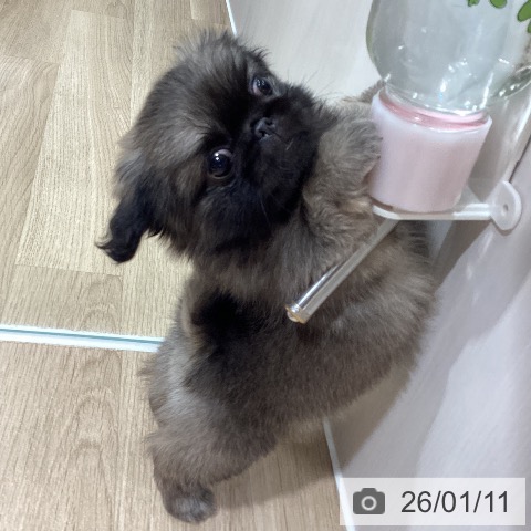 埼玉県のペキニーズ (ペットプラス ピオニウォーク東松山店/2025年10月25日生まれ/女の子/フォーン)の子犬の3枚目の画像