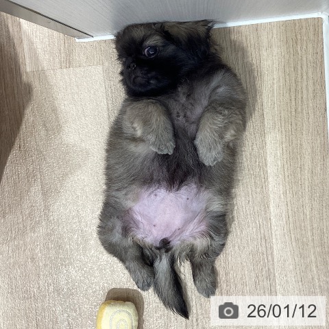 埼玉県のペキニーズ (ペットプラス ピオニウォーク東松山店/2025年10月25日生まれ/女の子/フォーン)の子犬の4枚目の画像