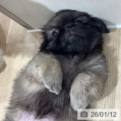 埼玉県のペキニーズ (ペットプラス ピオニウォーク東松山店/2025年10月25日生まれ/女の子/フォーン)の子犬の3枚目の画像