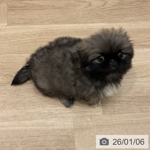 群馬県のペキニーズ (ペットプラス イオンモール太田店/2025年10月25日生まれ/女の子/フォーン)の子犬の4枚目の画像