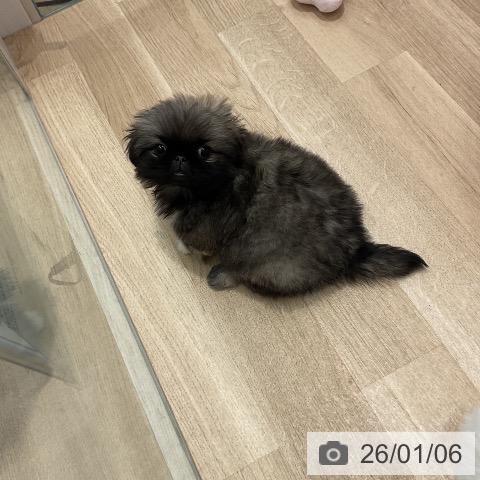 群馬県のペキニーズ (ペットプラス イオンモール太田店/2025年10月25日生まれ/女の子/フォーン)の子犬の3枚目の画像