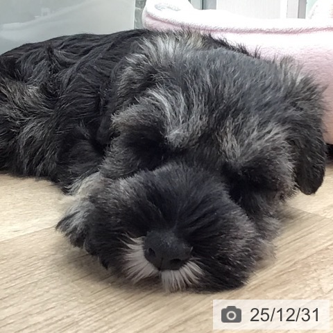 東京都のミニチュアシュナウザー (ペットプラス 日の出店/2025年10月24日生まれ/男の子/ソルトペッパー)の子犬の4枚目の画像