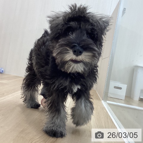 神奈川県のミニチュアシュナウザー (ペットプラス 相模原並木店/2025年10月24日生まれ/男の子/ソルトペッパー)の子犬の4枚目の画像