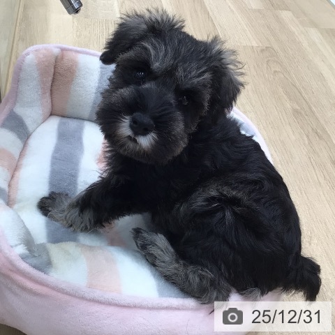 東京都のミニチュアシュナウザー (ペットプラス 日の出店/2025年10月24日生まれ/男の子/ソルトペッパー)の子犬の3枚目の画像