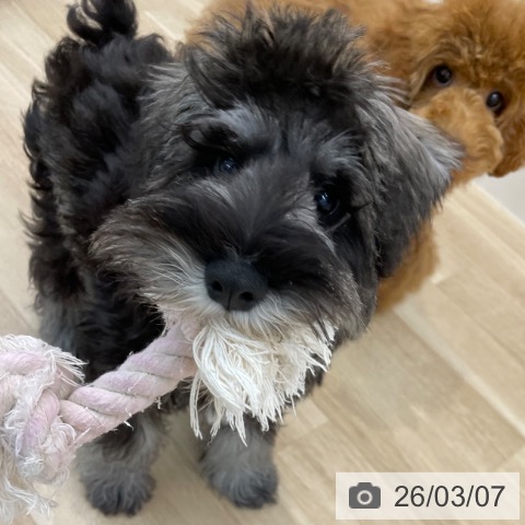 神奈川県のミニチュアシュナウザー (ペットプラス 相模原並木店/2025年10月24日生まれ/男の子/ソルトペッパー)の子犬の3枚目の画像