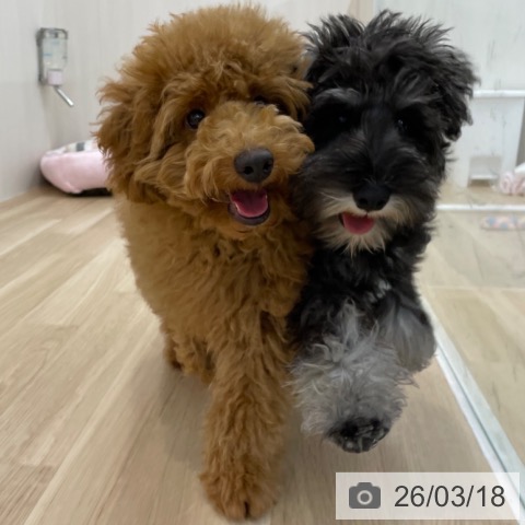 東京都のミニチュアシュナウザー (ペッツワン 青梅インター店/2025年10月24日生まれ/男の子/ソルトペッパー)の子犬の3枚目の画像