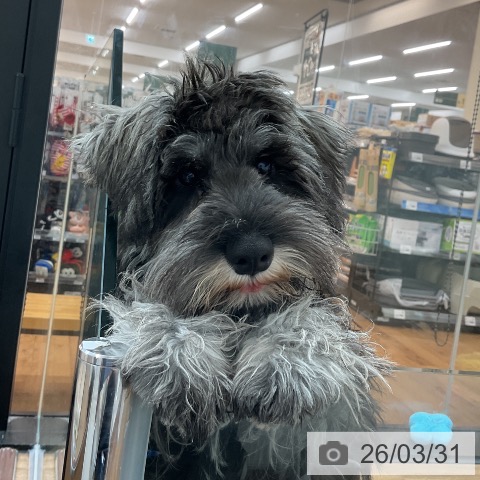 東京都のミニチュアシュナウザー (ペッツワン 青梅インター店/2025年10月24日生まれ/男の子/ソルトペッパー)の子犬の3枚目の画像
