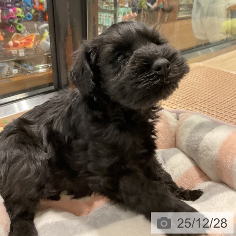 ミニチュア・シュナウザーの写真