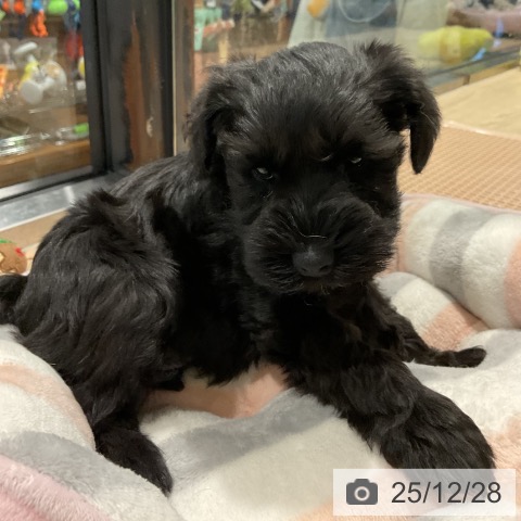 ミニチュア・シュナウザーの写真