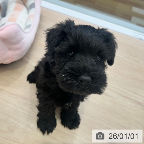 東京都のミニチュアシュナウザー (ペットプラス 多摩平の森店/2025年10月24日生まれ/女の子/ブラック)の子犬の3枚目の画像