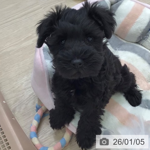 東京都のミニチュアシュナウザー (ペットプラス 多摩平の森店/2025年10月24日生まれ/女の子/ブラック)の子犬の3枚目の画像