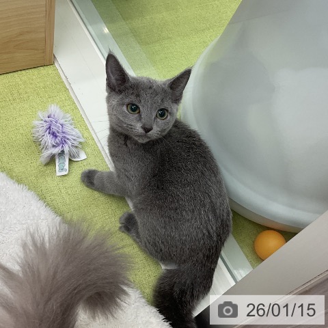 千葉県のロシアンブルー (ペットプラス 成田店/2025年10月22日生まれ/女の子/ブルー)の子猫の3枚目の画像