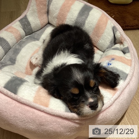 埼玉県のキャバリアキングチャールズスパニエル (ペットプラス イオンモール春日部店/2025年10月26日生まれ/男の子/トライカラー)の子犬の4枚目の画像