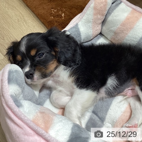 埼玉県のキャバリアキングチャールズスパニエル (ペットプラス イオンモール春日部店/2025年10月26日生まれ/男の子/トライカラー)の子犬の3枚目の画像