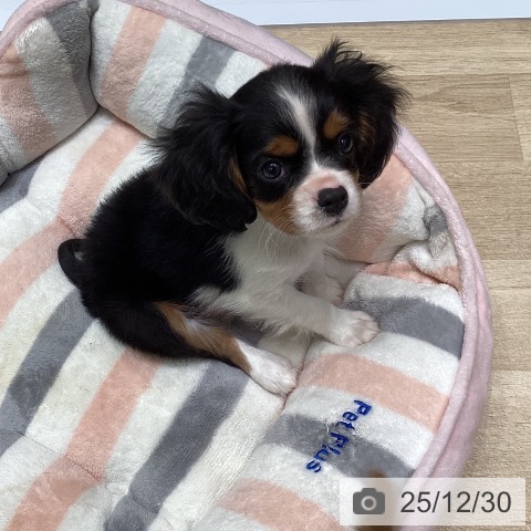 東京都のキャバリアキングチャールズスパニエル (ペットプラス 立川高島屋S.C.店/2025年10月26日生まれ/男の子/トライカラー)の子犬の3枚目の画像