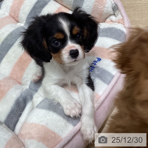 東京都のキャバリアキングチャールズスパニエル (ペットプラス 立川高島屋S.C.店/2025年10月26日生まれ/男の子/トライカラー)の子犬の4枚目の画像