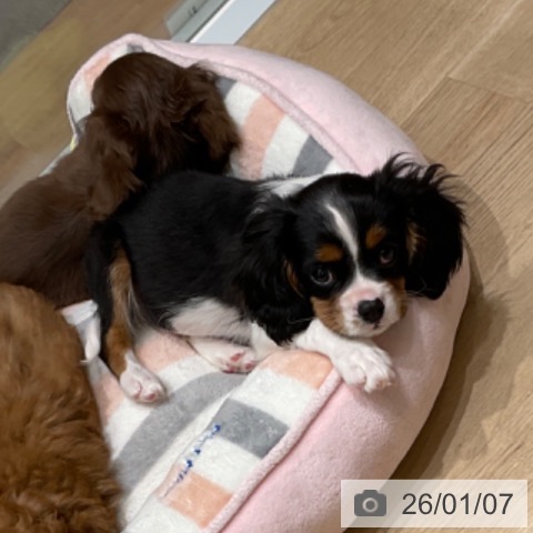 東京都のキャバリアキングチャールズスパニエル (ペットプラス 立川高島屋S.C.店/2025年10月26日生まれ/男の子/トライカラー)の子犬の3枚目の画像