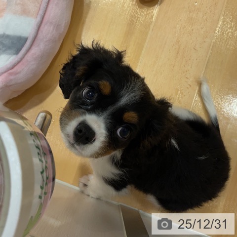 埼玉県のキャバリアキングチャールズスパニエル (ペットプラス 与野店/2025年10月26日生まれ/女の子/トライカラー)の子犬の4枚目の画像