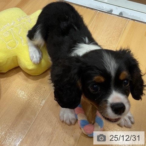 埼玉県のキャバリアキングチャールズスパニエル (ペットプラス 与野店/2025年10月26日生まれ/女の子/トライカラー)の子犬の3枚目の画像