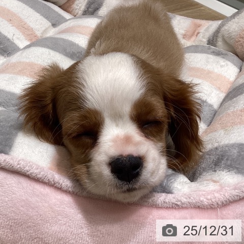 長野県のキャバリアキングチャールズスパニエル (ペットプラス 須坂店/2025年10月26日生まれ/女の子/ブレンハイム)の子犬の3枚目の画像