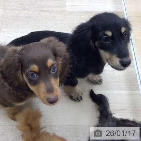 福島県のミニチュアダックスフンド(ロング) (ペットプラス 福島店/2025年10月26日生まれ/男の子/ブラックイエロー)の子犬の3枚目の画像